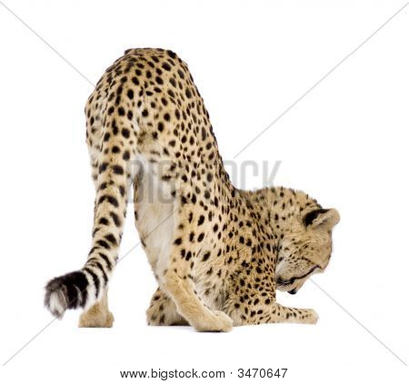 Cheetah - väritykseltään Leopardia Jubatus