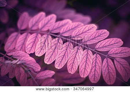 Trendy Concept Of Leaves With Space For Text In Purple Mode, Postcard Or Poster Template