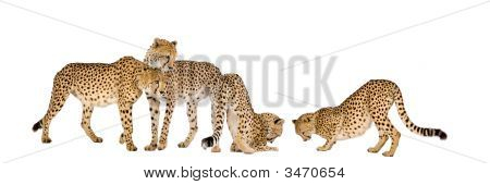 Cheetas davanti a uno sfondo bianco