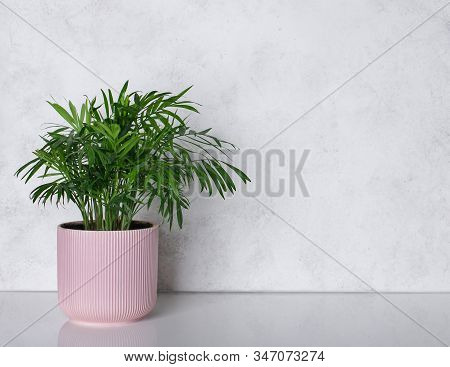 Houseplant In Pink Flowerpot On A White Table Near The Bright White Walls. Palm Tree Chamaedorea. Co