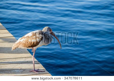 An Ibis Bird Standing On One Leg On A Wooden Dock In Key Largo, Florida On A Sunny Day