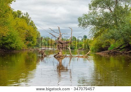 Submerged, Dead Dry Tree In Middle Of Riverbed Created Bizarre, Grotesque, Fantastic, Strangely Shap