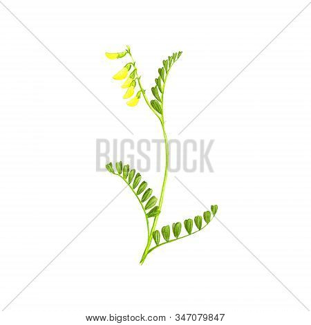 Mongolian Milkvetch, Drawing By Colored Pencils, Astragalus Propinquus, Hand Drawn Illustration