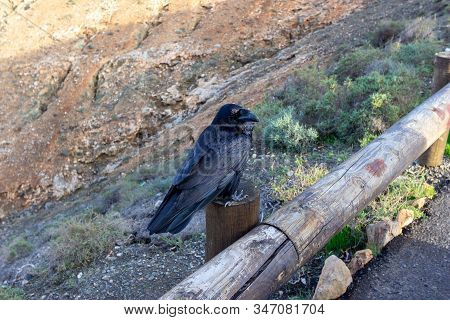 Raven Bird At Viewpoint Mirador Astronomico De Sicasumbre Between Pajara And La Pared   On Canary Is