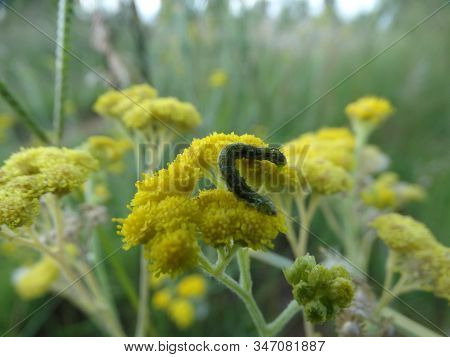 Green Inch Worm On Yellow Veld Flowers