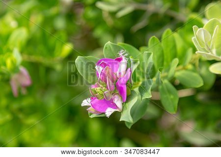Myrtle-leaf Milkwort Or Polygala Myrtifolia Closeup On The Flowers.
