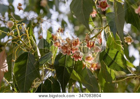 Bottletree Flowers On The Tree Branches During Sunny Day.