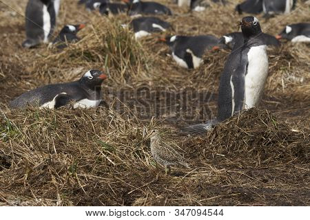 Magellanic Snipe (gallinago Paraguaiae Magellanica) Looking For Food Amongst A Colony Of Gentoo Peng