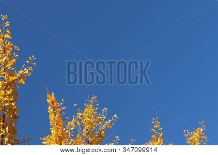 Yellow Autumn Leaves On The Branches Of A Japanese Gingo Tree Against The Blue Sky. Copispeses For T