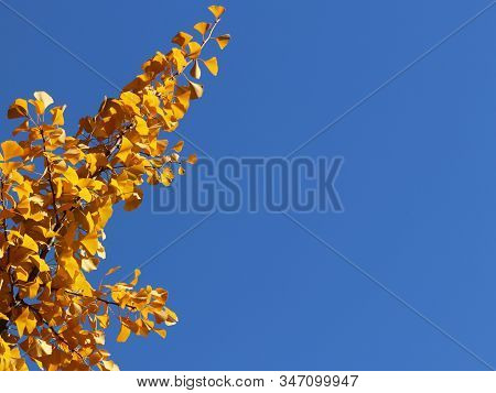 Yellow Autumn Leaves On The Branches Of A Japanese Gingo Tree Against The Blue Sky. Copispeses For T