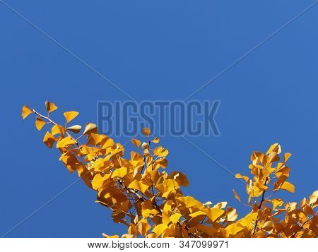Yellow Autumn Leaves On The Branches Of A Japanese Gingo Tree Against The Blue Sky. Copispeses For T