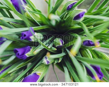 Bouquet Of Purple Iris Flowers. Spring Bouquet Of Flowers As A Gift. View Of A Bouquet Of Flowers Fr