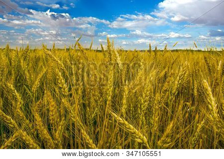 Golden Ears Of Wheat Close-up. Wheat Field Against A Blue Sky With Clouds. Autumn. Day. Vertical Pho