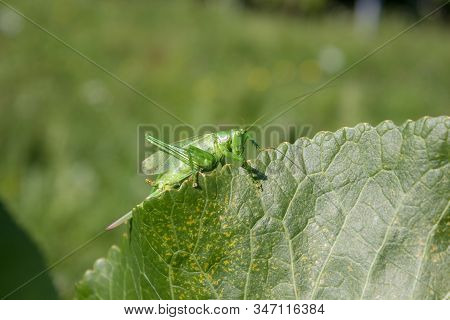 Masking Of Tettigonia Viridissima, Hunting Tettigonia Viridissima In Summer On Green Leaf