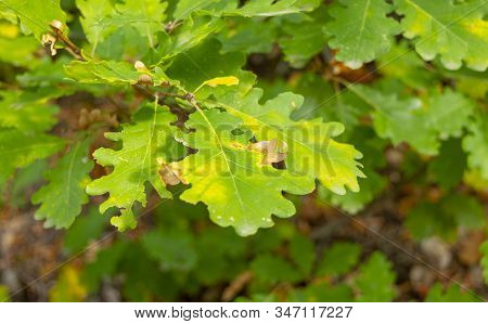 Oak (sessile Oak, Quercus Petraea) Leaves On A Natural Blurred Background. Oak Leaves In Autumn