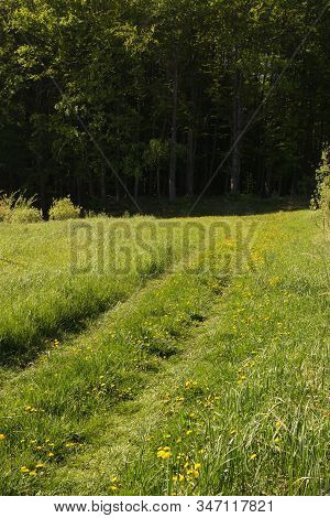Path In The Grass Dandelions In The Forest