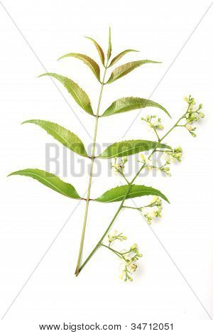 Azadirachta Indica-neem listy izolované na bílém