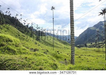 Cocora Valley, Which Is Nestled Between The Mountains Of The Cordillera Central In Colombia.