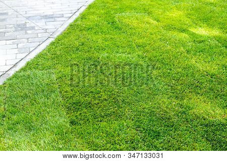 Straigh Line Of New Freshly Installed Green Rolled Lawn Grass Carpet Along Stone Pavement Sidewalk A