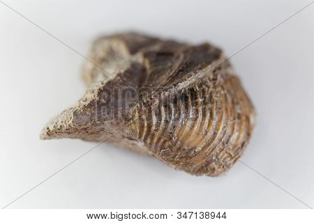 The Fossil Conch Trigonia Costata, From The Middle Jurassic Of Germany.