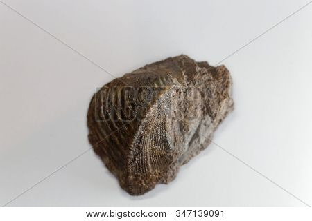 The Fossil Conch Trigonia Costata, From The Middle Jurassic Of Germany.