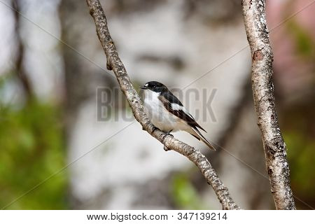 European Pied Flycatcher Ficedula Hypoleuca Male Sitting On Branch Of Tree In Spring. Cute Bright Fo