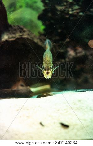 Pygocentrus Nattereri Piranha Closeup In The Aquarium Frontal View Eel Carnivore Evil Dark Aquarium 
