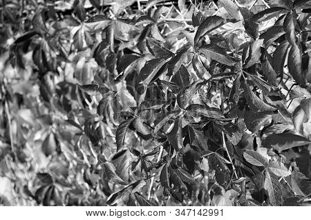 Autumn Branches. Autumn Red Leaves. Natural Pattern Made By Nature. Colorful Season. Beautiful Autum