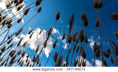 Black Ears Of Reeds Against A Background Of White Clouds And Blue Sky