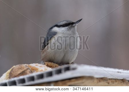 Nuthatch Sits On A Manger In A Winter Park. Birds