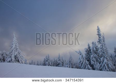 Pine Tress Covered With Snow In Alps