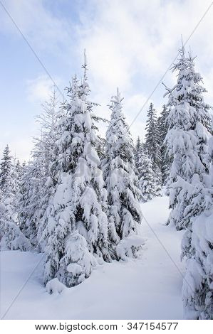 Pine Tress Covered With Snow In Alps