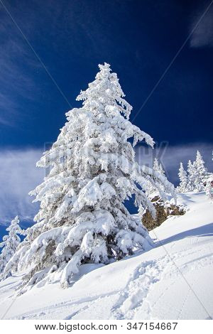 Pine Tress Covered With Snow In Alps