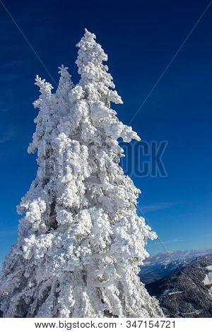 Pine Tress Covered With Snow In Alps