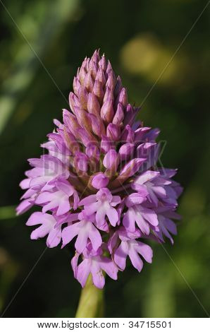 Pyramidal Orchid