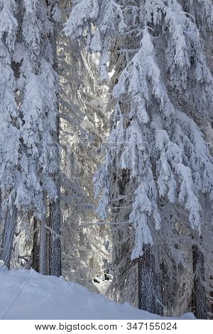 Pine Tress Covered With Snow In Alps