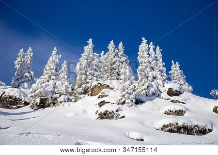 Pine Tress Covered With Snow In Alps