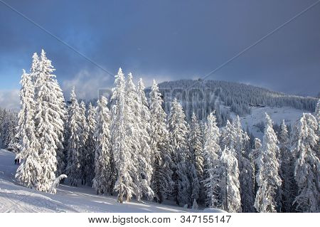 Pine Tress Covered With Snow In Alps