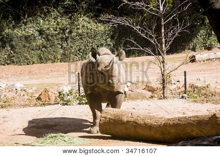auf der Suche nach links durch den Log Nashorn