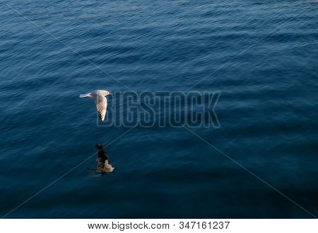 Seagull Gliding, Flying Over Deep Blue Sea. Bird Soaring Above The Ocean With Shadow Reflection On T