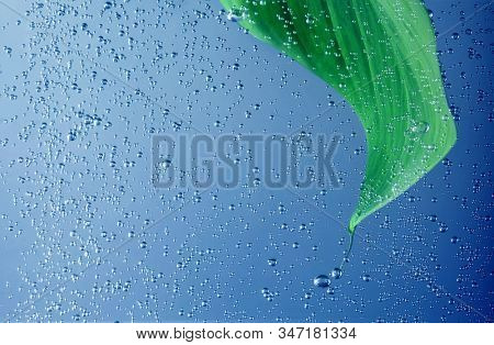 Green laef with drops in water. 