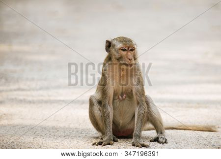 Monkey Sitting On Rosd In Natural Forest And Looking To Something,animal Wildlife