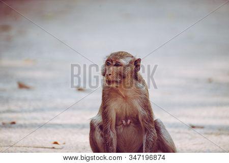 Monkey Sitting On Rosd In Natural Forest And Looking To Something,animal Wildlife