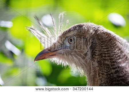 Close Up Portrait Of Big Bird Red-legged Seriema, Cariama Cristata