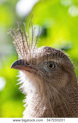 Close Up Portrait Of Big Bird Red-legged Seriema, Cariama Cristata