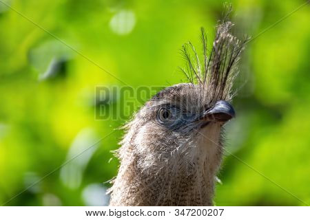 Close Up Portrait Of Big Bird Red-legged Seriema, Cariama Cristata