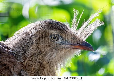 Close Up Portrait Of Big Bird Red-legged Seriema, Cariama Cristata