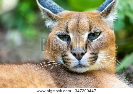 Beutiful Cat, Caracal (caracal Caracal) Close Up Of The Head Against A Blurred Natural Background, W