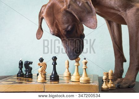 A Trained Red-haired Large Dog, A Rhodesian Ridgeback Breed, Sits On A Chair, Next To A Wooden Round