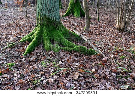 Old Tree With Green Moss On The Bark